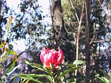 A Blue Mountains 22
