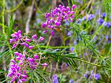 Australia 015