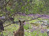 Australia 046