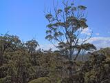 Australia 112