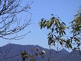 C Warrumbungles 10