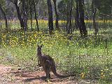 C Warrumbungles 20