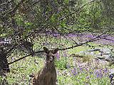 C Warrumbungles 21
