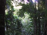 E Fraser Island 02