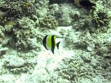 F Heron Island 01