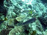 F Heron Island 02