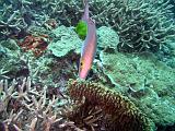 F Heron Island 03