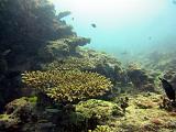 F Heron Island 04