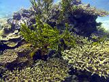 F Heron Island 05