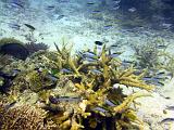 F Heron Island 06