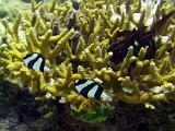 F Heron Island 07