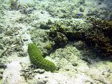 F Heron Island 08
