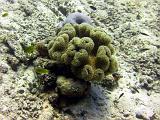 F Heron Island 09