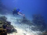 F Heron Island 10