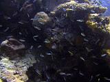 F Heron Island 11