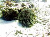 F Heron Island 13