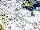 F Heron Island 14