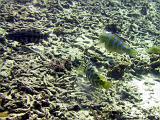 F Heron Island 15