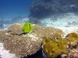 F Heron Island 16