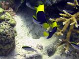 F Heron Island 17