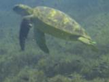 F Heron Island 18
