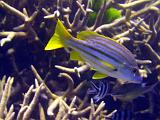 F Heron Island 19