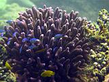 F Heron Island 20