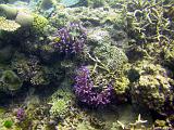 F Heron Island 23