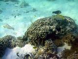 F Heron Island 25
