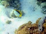 F Heron Island 26
