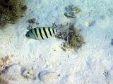 F Heron Island 27