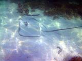 F Heron Island 28
