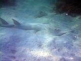 F Heron Island 29
