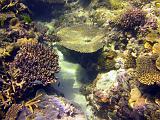 F Heron Island 30