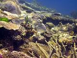 F Heron Island 31