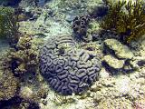 F Heron Island 32