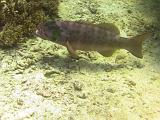 F Heron Island 34