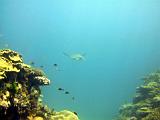 F Heron Island 36