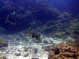 F Heron Island 37