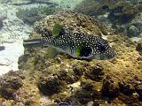 F Heron Island 38