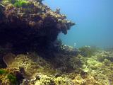 F Heron Island 39
