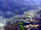 F Heron Island 40