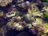 F Heron Island 41