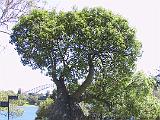 I Sydney 03