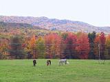 10-B Foliage Vermont