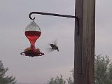 Hummingbirds 013 : Fuessen