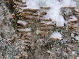 Mt Elmore 001
