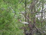 Sheldon Lake 004 : Fuessen