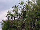 Sheldon Lake 007 : Fuessen