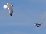 Airshow 145 : Fuessen